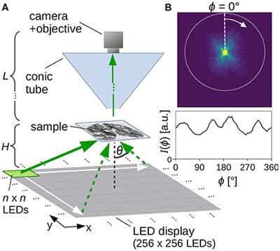 Scatterometry Measurements With Scattered Light Imaging Enable New Insights Into the Nerve Fiber Architecture of the Brain